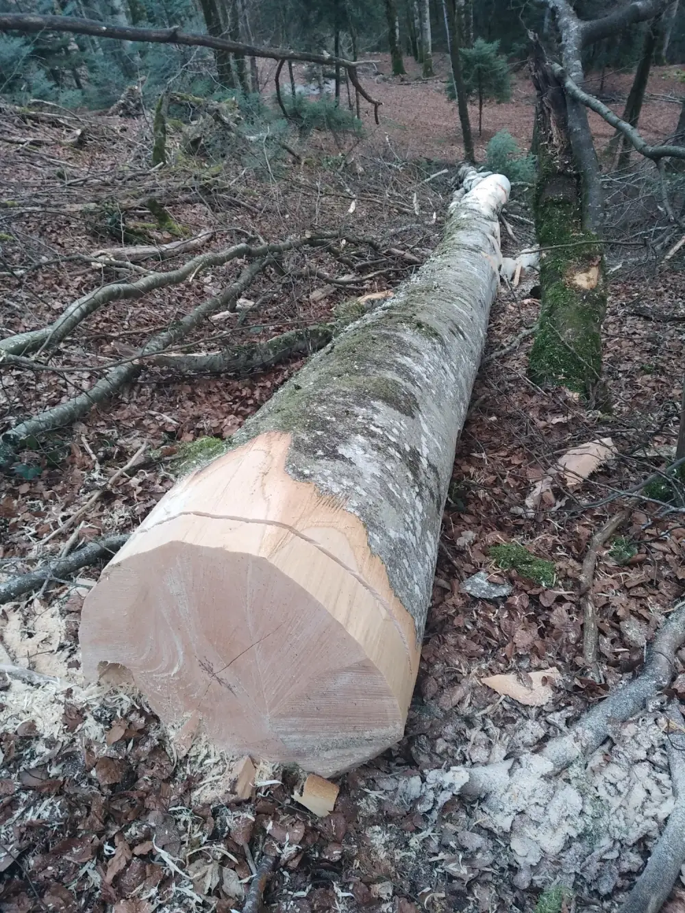Travaux d'exploitation forestière à Charcier